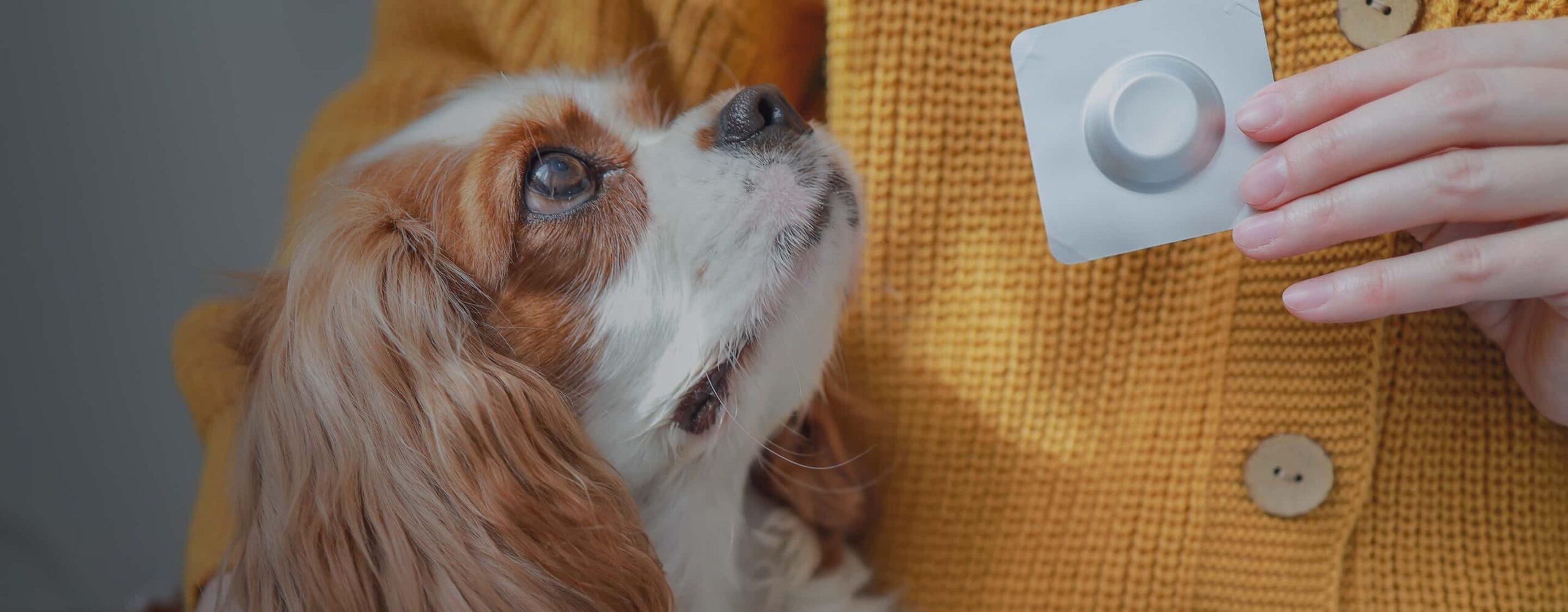 A small dog takes flea and tick preventative medicine.