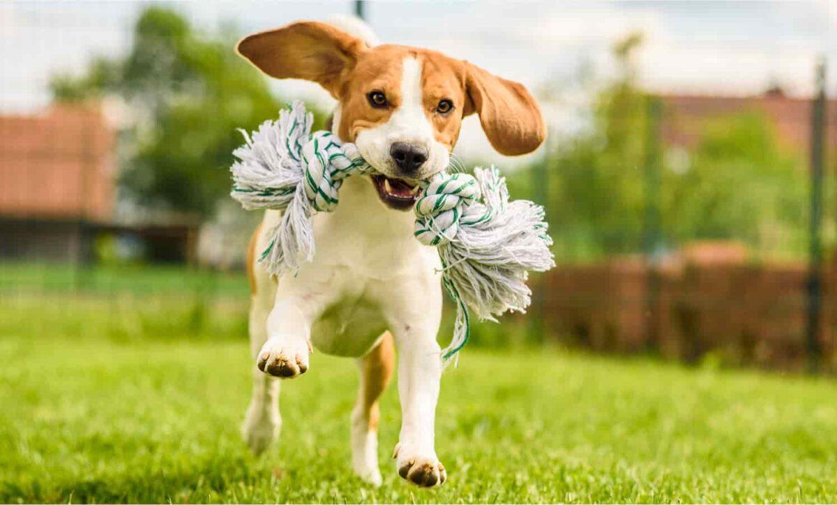 A beagle runs with a knotted rope toy.